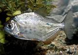 Pictures of Silver Dollar Piranha