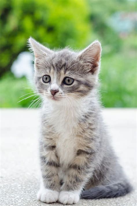 Cute Tabby Kitten Cute Tabby Grey And White Kitten Sponsored