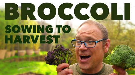 Growing Broccoli From Sowing To Harvest 🥦 Youtube