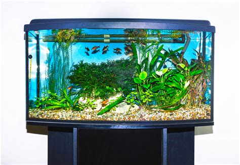 Types Of Fish Tanks