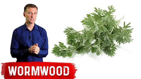 The Benefits Of Wormwood Dr Berg Blog Palmer College Of Chiropractic Doctor Of Chiropractic