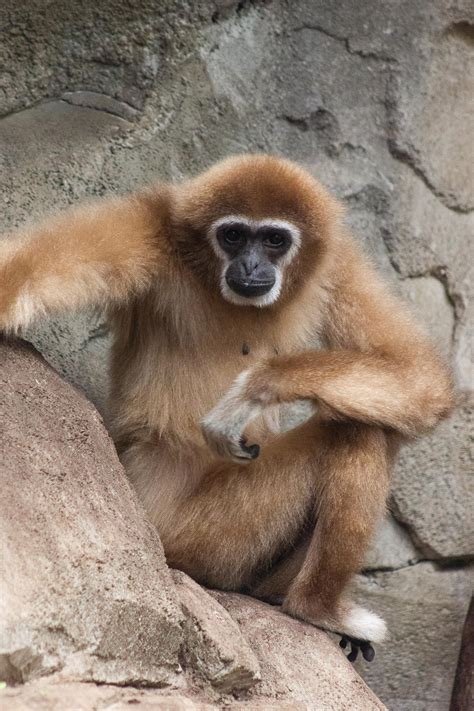 Just took this photo of a very handsome monkey in a zoo. : pics