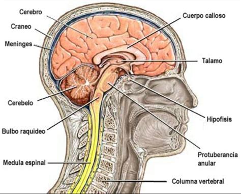 Sistema Nervioso Central Estructura Del Sistema Nervi Vrogue Co