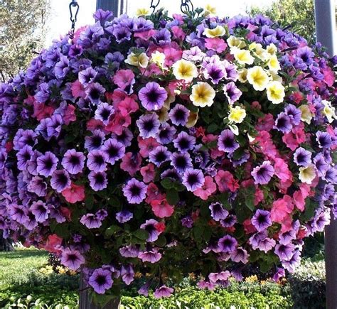 Petunia Cascade Mix Trailing Hanging Pots Planters Annual 50 Seed Ebay