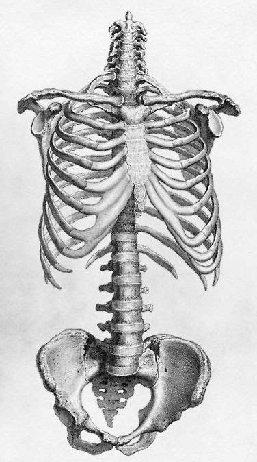 Spine Rib Cage Clavicle Pelvic Bone Anatomy Art Human Anatomy