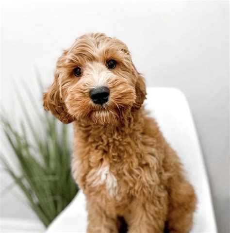 Mini Goldendoodle Full Grown Adult Size And Age Fully Grown