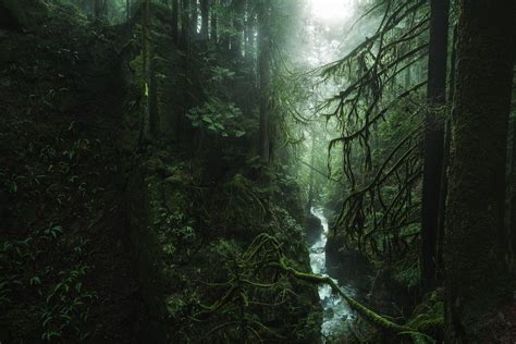 How About This Rainforest Canyon British Columbia Province Canada