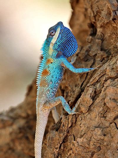 Blue Crested Lizard Calotes Mystaceus