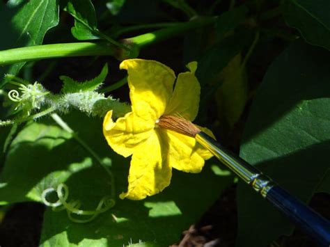 Got Pollination Problems Give Hand Pollination A Try Bonnie Plants