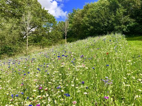 Shropshire Wildflower Meadow Hailed A Success Shropshire Star