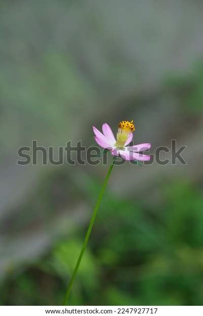 311 Bunga Kenikir Images Stock Photos And Vectors Shutterstock