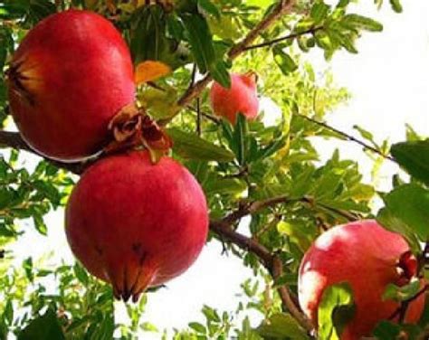 Pomegranate Tree Live Plant Russian Turk Salavatski Fruit Garden 1