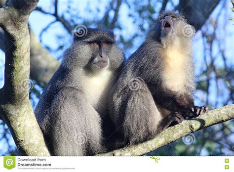 Sykes Monkey Yawning Stock Photo Image Of Travel Primate 79913750