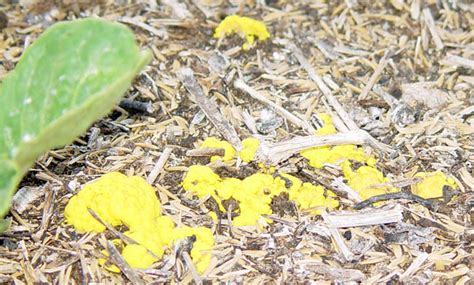 What Is This Yellow Fungus Growing In My Garden Homesteading Forum