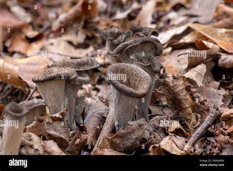 Craterellus Cornucopioides Or Horn Of Plenty Stock Photo Alamy