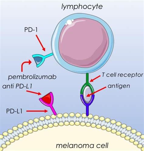 Mechanism Of Action Of The Anti Pd Antibody Pembrolizumab Mhc The Best Porn Website