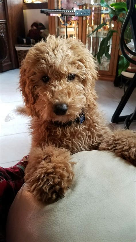 The brown coloring in goldendoodles typically comes from the dominant genes of the poodle. 17Doodle Haircuts | Goldendoodle puppy, Goldendoodle ...