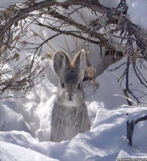 Another Adorable Wild Rabbit In The Deep Snow Animals Pinterest