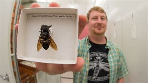 Worlds Biggest Bee Found Alive New Spotlight Magazine