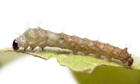 Silkworm Larvae Bombyx Mori Stock Image Image Of Nobody View 26423843