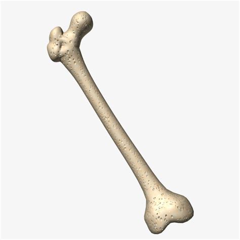 And it was scanned with 3d scanner spider. femur bone 3d model