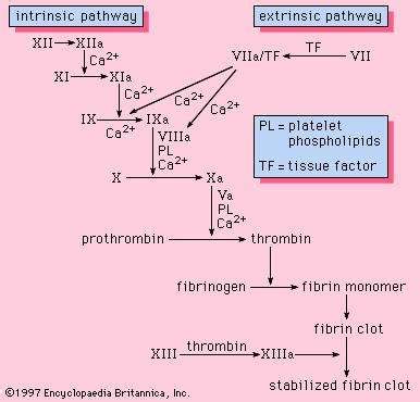 There are external motivators, or extrinsic motivation, where a person is motivated to perform an activity to receive a reward or avoid. Extrinsic pathway | physiology | Britannica.com