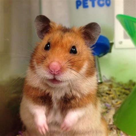 Petco On Twitter Didyouknow There Are 3 Main Types Of
