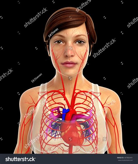 3d Rendered Illustration Female Heart Anatomy Stock Illustration