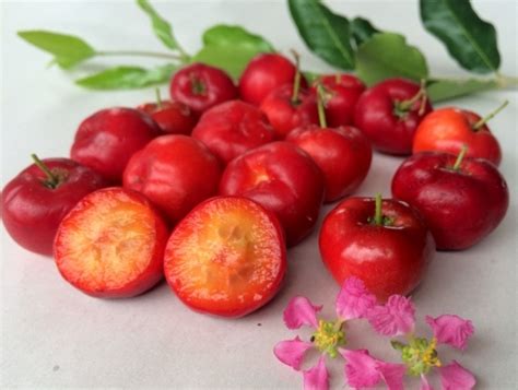 Cherry California Tropical Fruit Tree Nursery