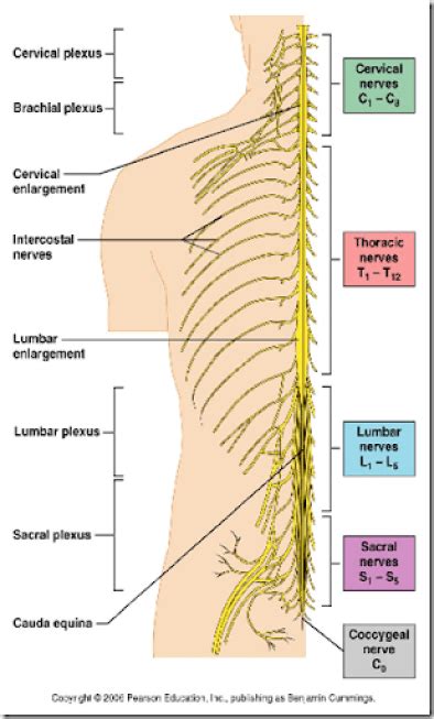 Organisation Of Peripheral Nervous System And Spinal Cord