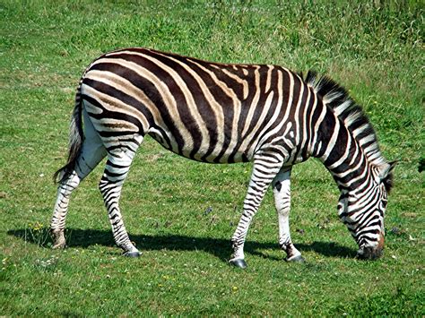 Stripe Me A Spotted Zebra Where Monsters Dwell
