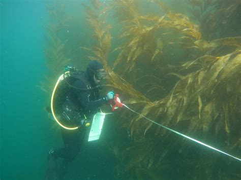Ocean Rainforest Secures 45 M To Ramp Up Californian Kelp Production