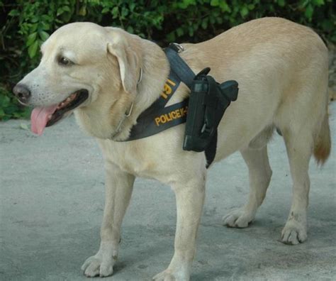 Serius Anjing Polis Di Thailand Membawa Pistol Seperti Polis 3