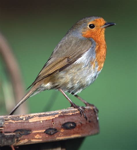 Robin Migration Diet And Habitat Britannica