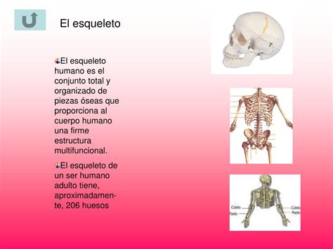 Ppt El Esqueleto Powerpoint Presentation Free Download Id903262