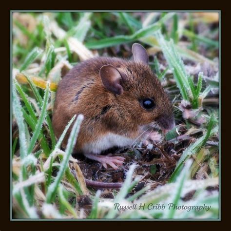 British Field Mouse Flickr Photo Sharing