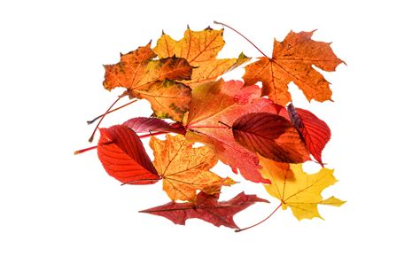 Autumn Leaves Leaf · Free Photo On Pixabay
