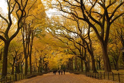 17 Best Spots To See Fall Foliage In Nyc 6sqft Snug Harbor Bald