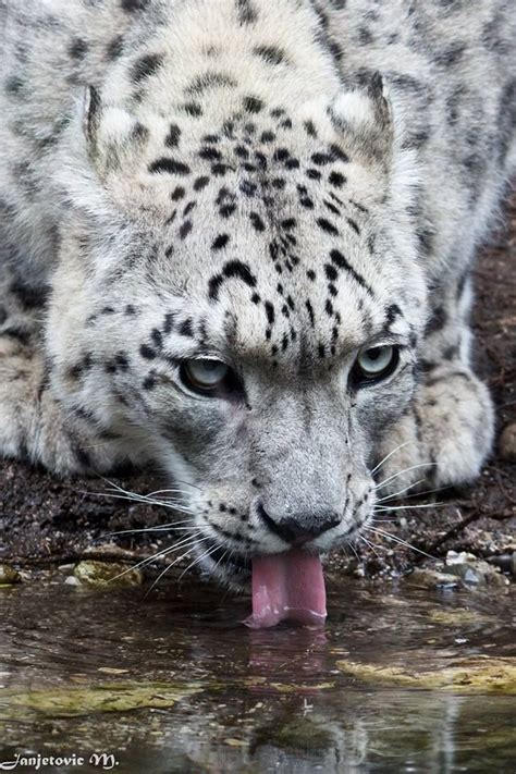 Nature And Wildlife Photos Of The Week Wildography Rare Albino