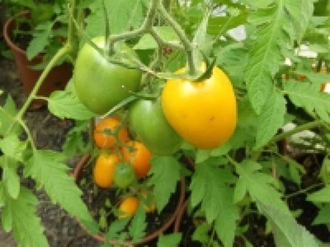 Tomate Orange Banana Pflanze Nutzpflanzen Gartenpflanzende