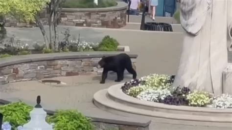 Black Bear Brings Town To A Standstill After Walking In From Woods As