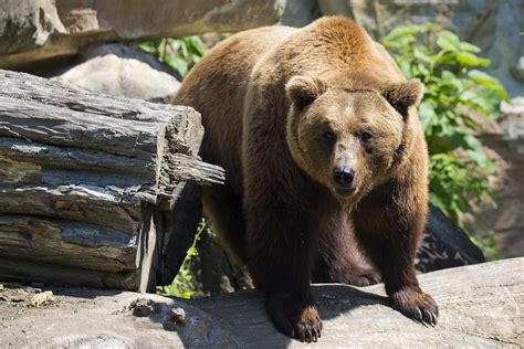 European Brown Bear Mammal Free Photo On Pixabay