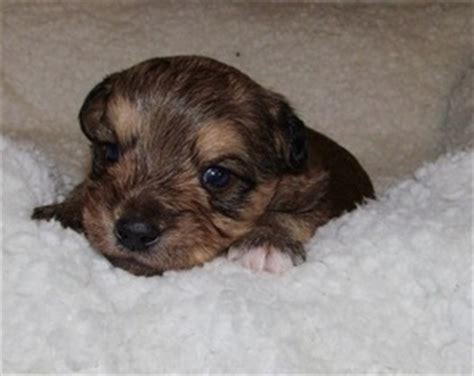 He will make new friends everywhere he goes. Puppyfinder.com: Yorkie-Poo puppies for sale near me in ...