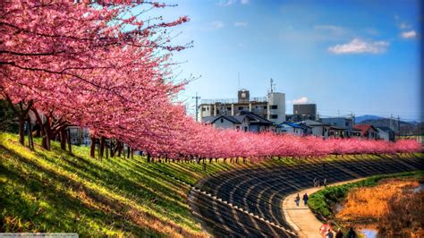 Sky Landscape Trees Pink Path Cherry Blossom Japan Wallpaper And Background