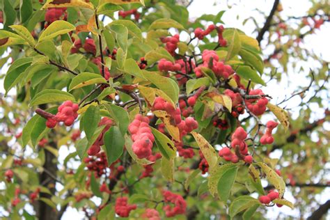 Free Images Tree Branch Blossom Fruit Berry Leaf Flower Ripe
