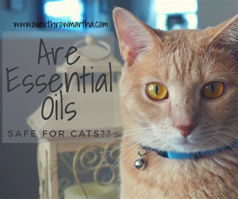 For humans, inhaling essential oils through the breathing pathways can help bring relief for a host of illnesses, both mental and physical. Are Essential Oils with Cats Safe? - Overthrow Martha