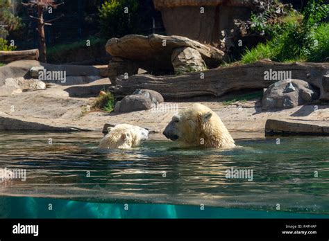 A Pair Of Polar Bears Swimming In Their Enclosure San Diego Zoo