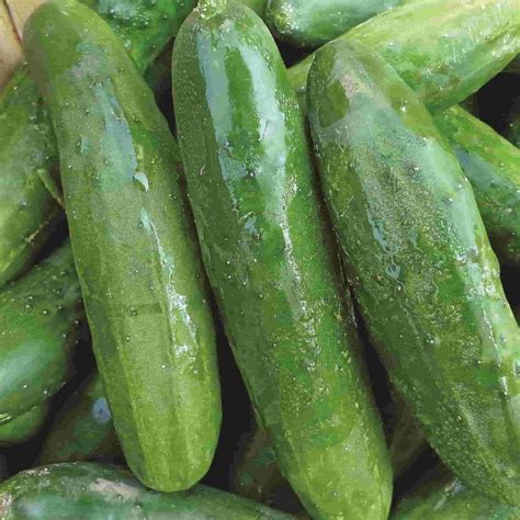 Poinsett 76 Heirloom Cucumber Beyond Organic Seeds