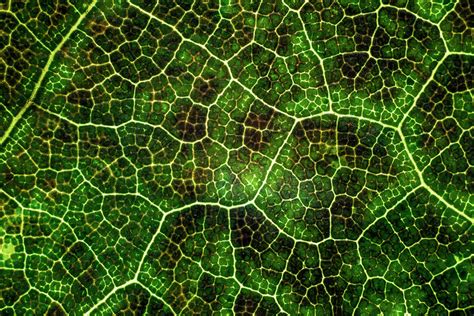 Wallpaper Leaf Texture Macro Surface Plant Veins Lines Green