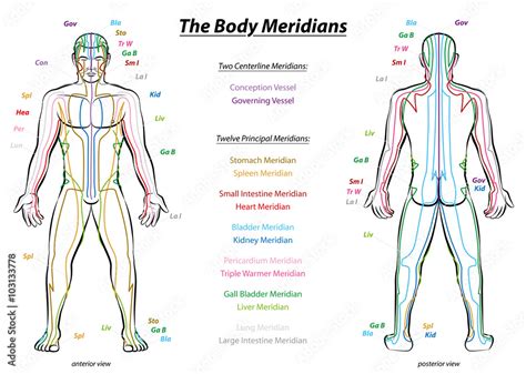 Photo And Art Print Meridian System Chart Male Body With Principal And
